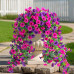 Fake Artificial Hanging Morning Glory Flowers for Outdoor Planters Porch Pation Decoration,2 Bundles UV Resistant Silk Faux Flowers with Realistic Eucalyptus Plants for Home Office Garden Decor